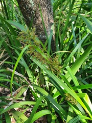 Carex spicatopaniculata