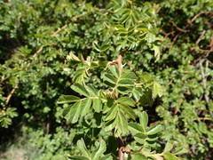 Rosa rubiginosa
