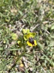 Ophrys lutea phryganae
