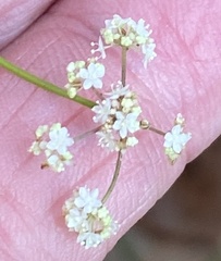 Platysace filiformis