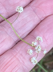 Platysace filiformis