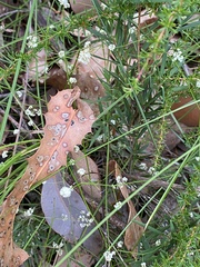Platysace filiformis