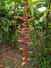 Heliconia platystachys
