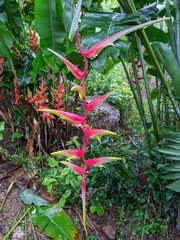 Heliconia platystachys
