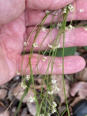 Platysace filiformis