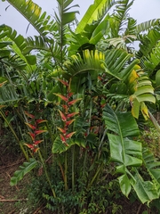 Heliconia platystachys