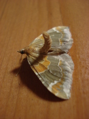 Eulithis pyropata