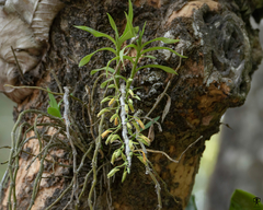 Dendrobium macrostachyum