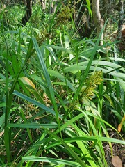 Carex spicatopaniculata