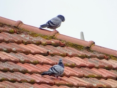 Columba livia domestica