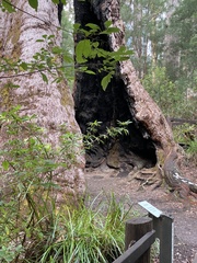 Eucalyptus jacksonii