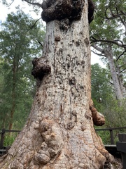 Eucalyptus jacksonii