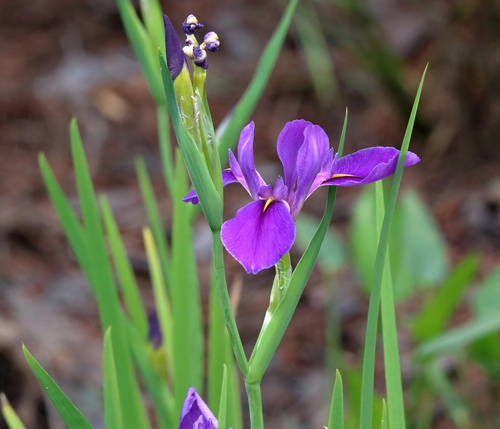 Image of Iris giganticaerulea by (c) Lauren McLaurin, some rights reserved (CC BY)
