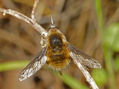 Bombylius fimbriatus