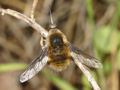 Bombylius fimbriatus