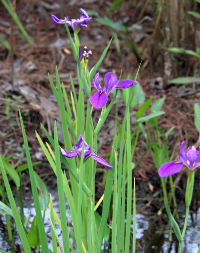 Image of Iris giganticaerulea by (c) Lauren McLaurin, some rights reserved (CC BY)