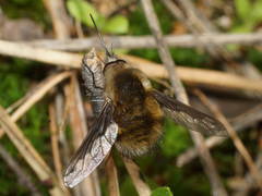 Bombylius fimbriatus