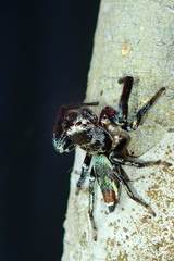 Thiania bhamoensis