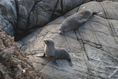 Arctocephalus forsteri