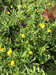 Ranunculus auricomus