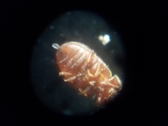 Stegobium paniceum
