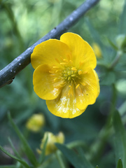 Ranunculus auricomus