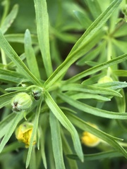 Ranunculus auricomus