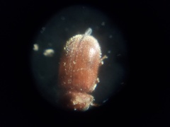 Stegobium paniceum