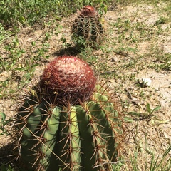 Melocactus caroli-linnaei