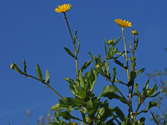 Coleostephus myconis