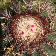 Melocactus caroli-linnaei