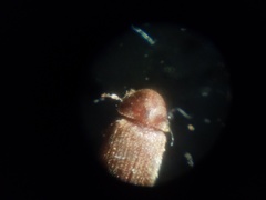 Stegobium paniceum