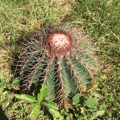Melocactus caroli-linnaei