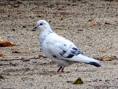 Columba livia domestica