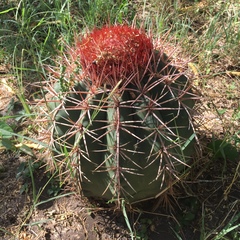 Melocactus caroli-linnaei