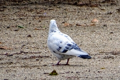 Columba livia domestica