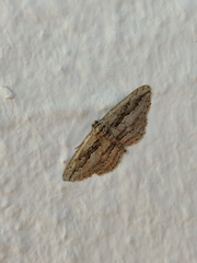 Ekboarmia atlanticaria