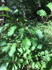 Hamamelis vernalis