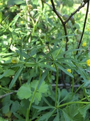 Ranunculus auricomus
