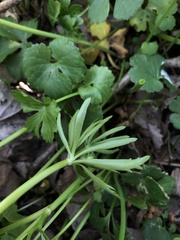 Ranunculus auricomus