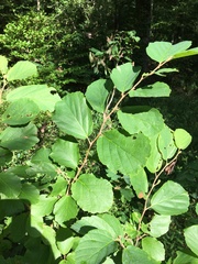 Hamamelis vernalis