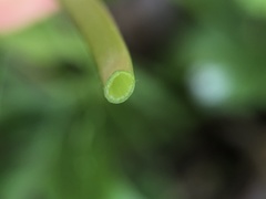 Ranunculus auricomus