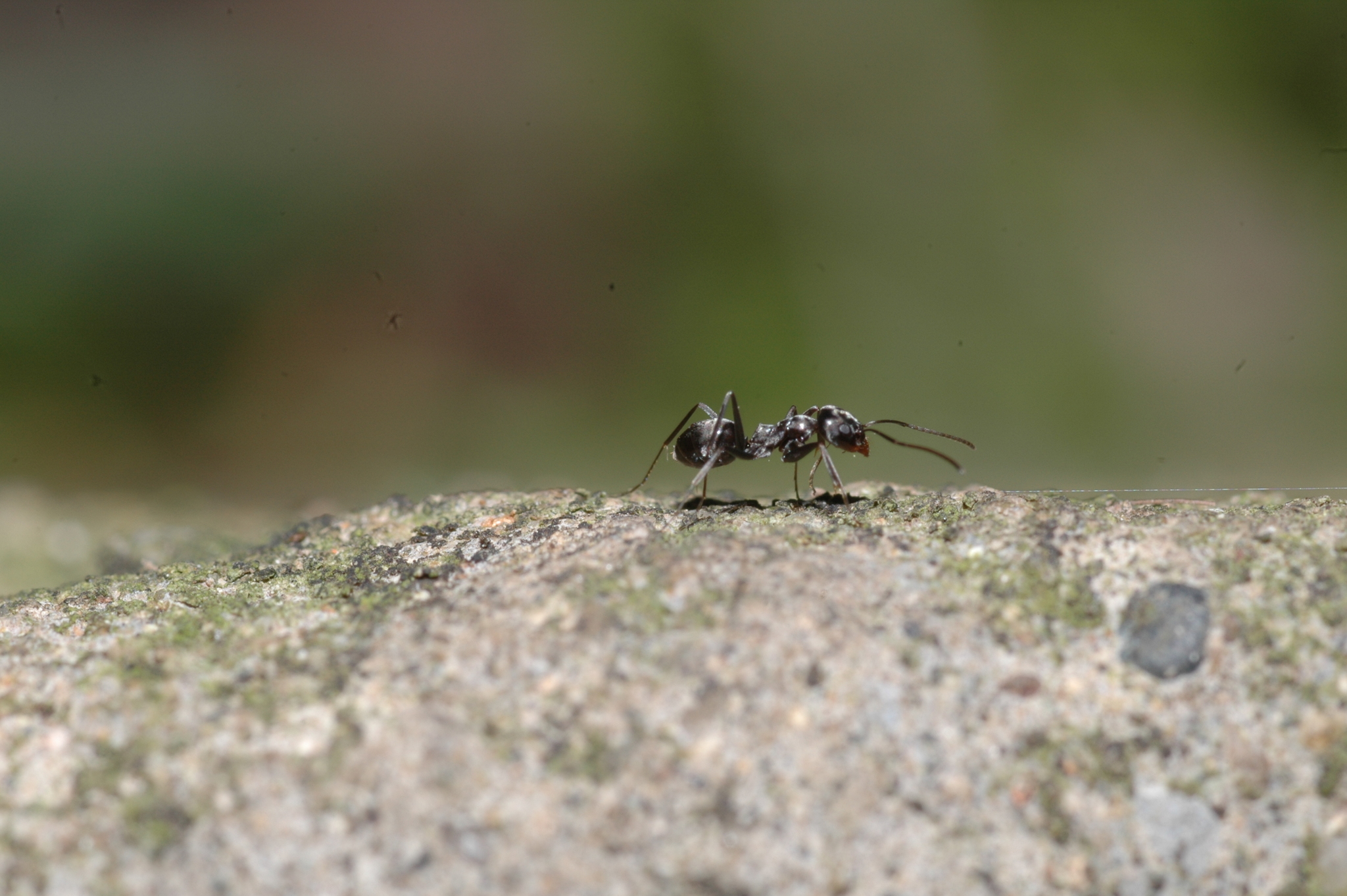Dorymyrmex antillanus