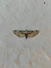 Eupithecia extremata