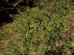 Colletia hystrix