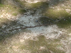 Thamnophis sirtalis