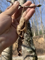 Callosamia promethea