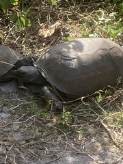 Gopherus polyphemus