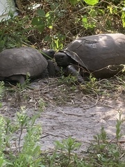 Gopherus polyphemus