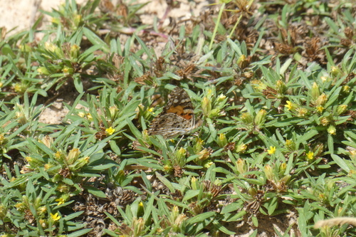Painted Lady